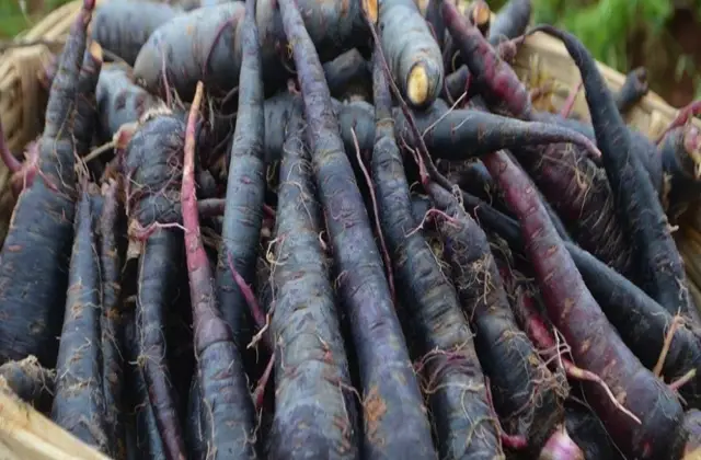 Unlocking the Power of Black Carrots: 100 से अधिक स्वास्थ्य लाभ, साधारण लाल गाजर से परे