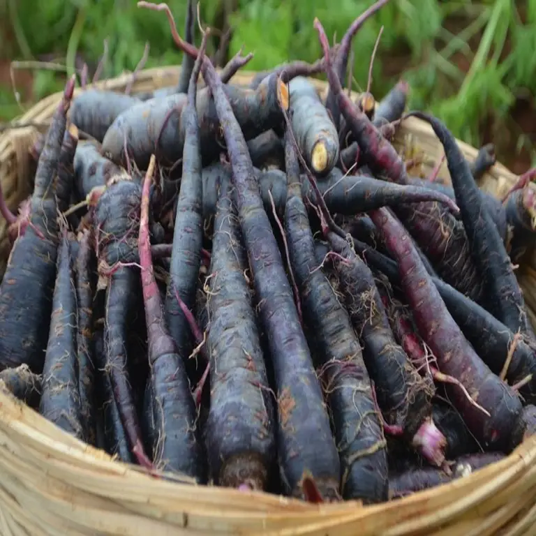 Unlocking the Power of Black Carrots: 100 से अधिक स्वास्थ्य लाभ, साधारण लाल गाजर से परे